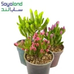 تصویر ساکولنت نعل اسبی 