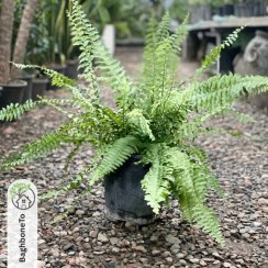 تصویر سرخس آپارتمانی 