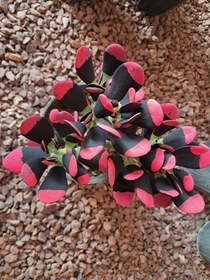 تصویر یشم رنگی 