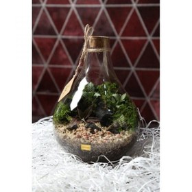 تصویر تراریوم پوپک 