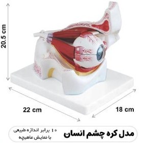 تصویر مولاژ کره چشم انسان 