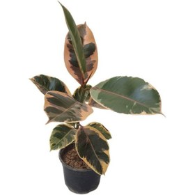 تصویر گیاه طبیعی فیکوس مدل 014 