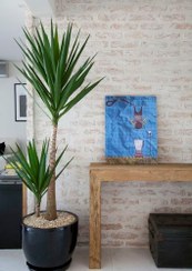 تصویر گیاه یوکا: چگونه آن را در خانه سالم نگه داریم؟ 