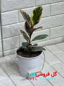 تصویر فیکوس ابلق 910 