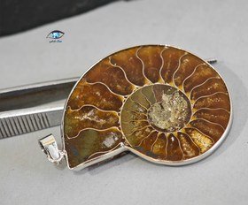 تصویر فسیل آمونیت زیبا 11.2 گرم 