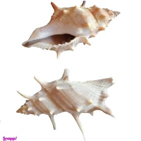 تصویر صدف تزئینی کد 104 بسته 2 عددی 