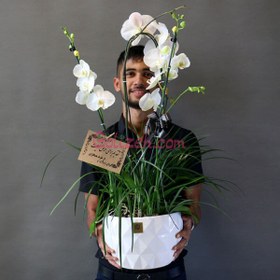 تصویر ارکیده ترحیم تسلی 