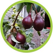 تصویر نهال گلابی آنجو ۵ عدد 