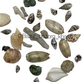 تصویر پک صدف دریایی 