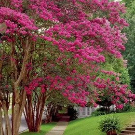 تصویر بذر درخت توری بسته 5عددی 