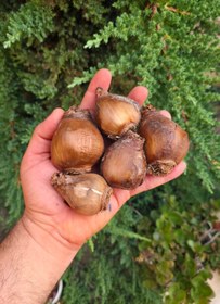 تصویر پیاز گل نرگس شصت پر 