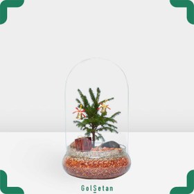 تصویر تراریوم کاج نوئل کریسمس کد S20 