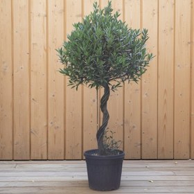 تصویر برگ بو پایه پیچ 