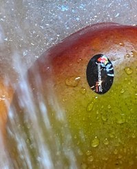 تصویر انبه ممتاز 400 تا 450 گرم 