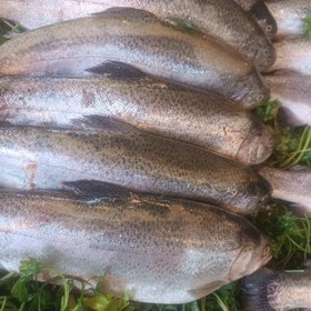 تصویر ماهی قزل 