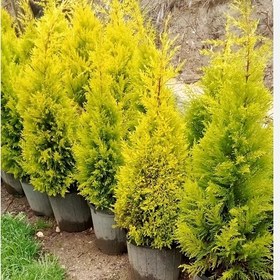 تصویر کاج لاوسون ۱.۷ متر 