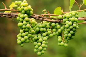 تصویر غوره تازه 500 گرمی 