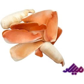 تصویر صدف کد 1170018 