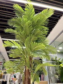 تصویر درختچه کنتیا 5 تنه درختی 