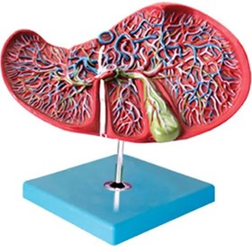 تصویر مولاژ کبد 