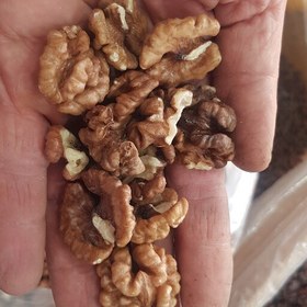 تصویر گردوی با طعم خوب و عالی با رنگ سیاه مراغه ای( 1کیلوگرمی) 