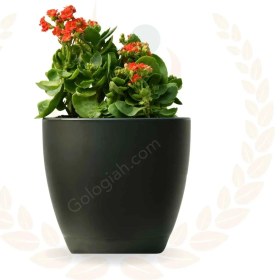 تصویر گیاه کالانکوا 