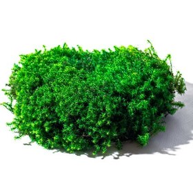 تصویر خزه دریایی سبز شیراز 