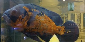 تصویر ماهی سیچیلاید اسکار تایگر رد درشت ۲۵ سانت Oscar tiger red fish