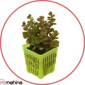 تصویر گیاه آکواریومی روتالا ماکراندا 