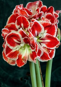 تصویر پیاز آمارلیس هلندی Samba Samba Amaryllis