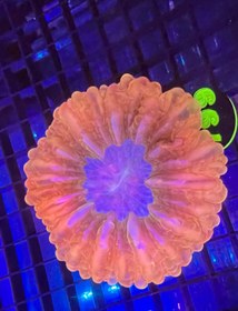 تصویر مرجان سینارینا قرمز Cynarina Button Coral