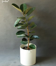 تصویر فیکوس بلک با گلدان پلیمری 