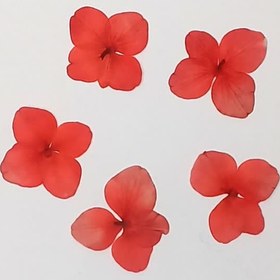 تصویر گل خشک هورتانسیا قرمز 5عددی 