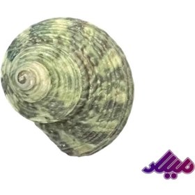 تصویر صدف کد 1170008 