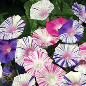 تصویر بذر گل پیچک کارناوال ونیز آبی 