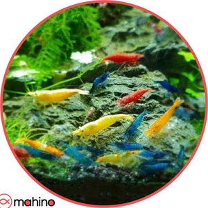 تصویر فروشگاه ماهینو