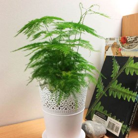 تصویر بذر نخل اسپاراگوس دم روباهی - Asparagus Fern 