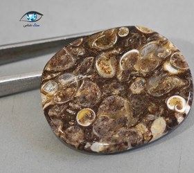 تصویر فسیل توریتلا 11.8 گرم 