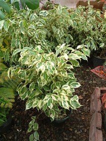 تصویر بنجامین ابلق 