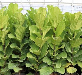 تصویر فیکوس لیراتا 