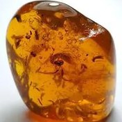 تصویر کهربا حشره دار طبیعی بالتیک کلکسیونی 