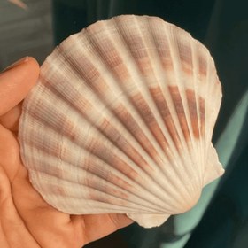 تصویر صدف برگی 