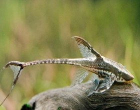 تصویر ماهی کت فیش لیزارد ۸_۹ سانت Catfish lizard