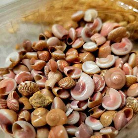 تصویر صدف حلزونی 