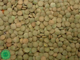 تصویر عدس درشت کانادایی ۱ کیلوگرم 