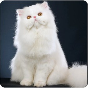 تصویر مگنت طرح گربه پرشین کد NIM116 