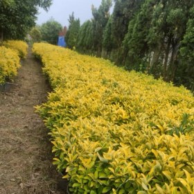 تصویر شمشاد طلایی 