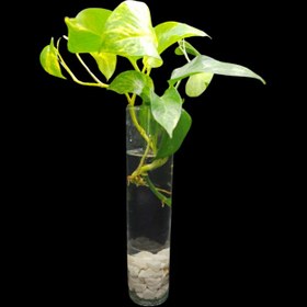 تصویر گیاه پتوس طبیعی 