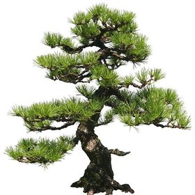 تصویر بذر درخت بونسای کاج ژاپنی 