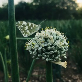 تصویر بذر پیاز سفید روز بلند اسپنیش نیم کیلویی ترک White Sweet Spanish 1Kg Seeds